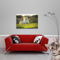 Pferde - Poster - white Horse