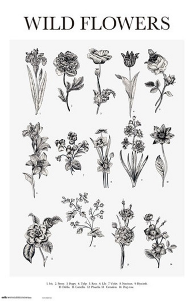 Educational - Bildung - Poster - Wild Flowers