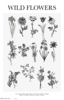 Educational - Bildung - Poster - Wild Flowers