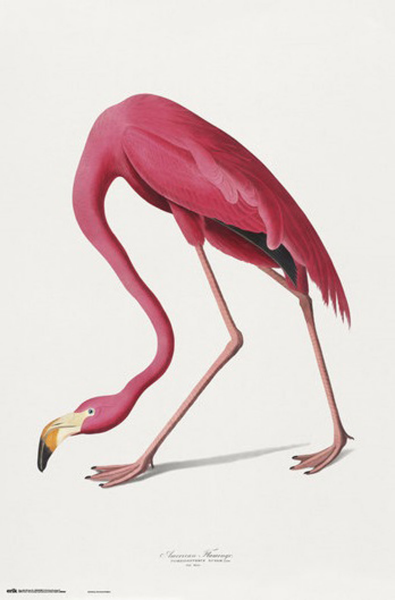 American - Poster - Flamingo