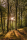 Sonnenaufgang im Wald - Poster - Sunrise Forest