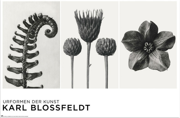 Blossfeldt, Karl - Poster - Urformen der Kunst
