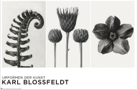 Blossfeldt, Karl - Poster - Urformen der Kunst