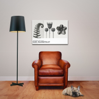 Blossfeldt, Karl - Poster - Urformen der Kunst