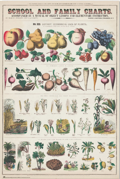 Educational - Poster - Fruits and Vegetables