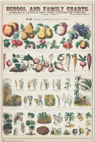 Educational - Poster - Fruits and Vegetables
