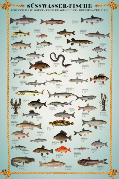 Educational - Bildung - Poster - Süsswasserfische