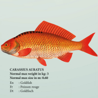 Educational - Bildung - Poster - Süsswasserfische