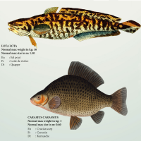 Educational - Bildung - Poster - Süsswasserfische