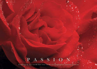 Motivational - Mini-Poster - Rose, Passion