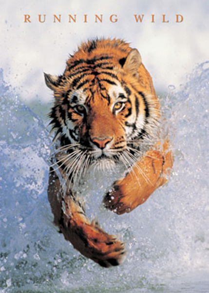 Raubkatzen - Mini-Poster - Tiger, Running Wild Version 2