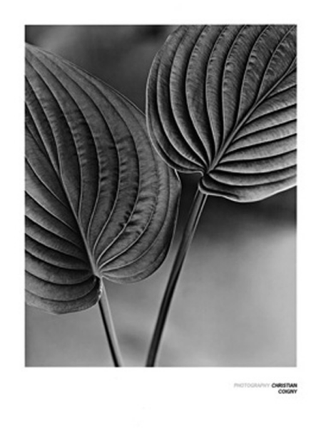 Coigny, Christian - Kunstdruck - Deux Feilles