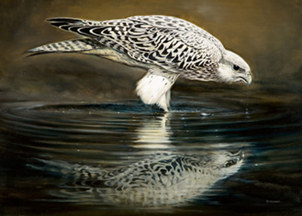 Casaro, Renato - Kunstdruck - Drinking Falcon
