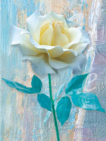 Jan Lens - Kunstdruck - Single White Rose