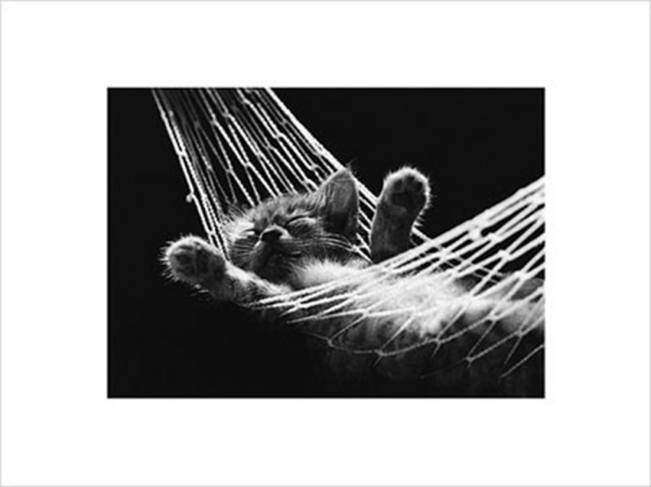 Mcenery, David - Kunstdruck - Cat Nap II