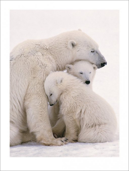 Eisbären - Kunstdruck - Polar Bären Familie