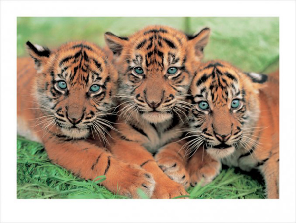 Raubkatzen - Kunstdruck - Tiger Junge