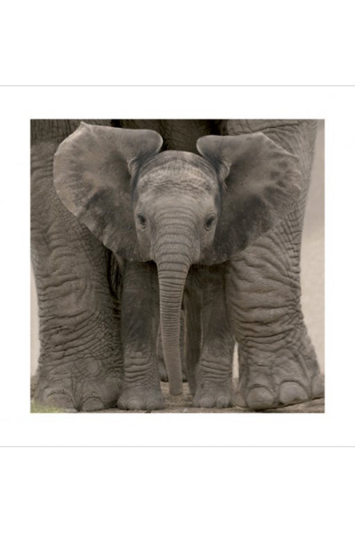 Elefant - Kunstdruck - Große Ohren - Baby