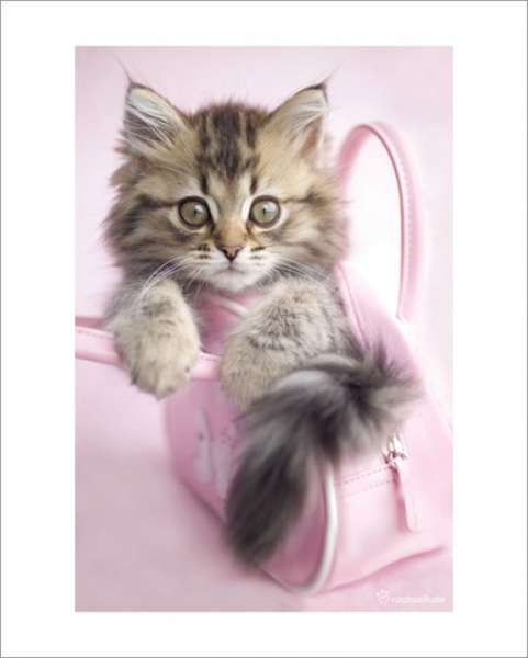 Hale, Rachael - Kunstdruck - Minnie