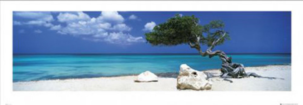 Mackie, Tom  - Kunstdruck - Divi Divi Tree