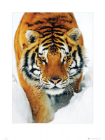 Raubkatzen - Kunstdruck - Tiger im Schnee + Zusatzartikel