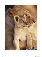Raubkatzen - Kunstdruck - Löwen Junges + Zusatzartikel