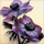 Deacon, Rachel - Kunstdruck - Purple Anemones