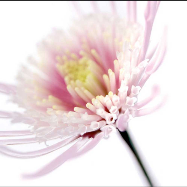 Winstanley, Ian - Kunstdruck - Pink Flower