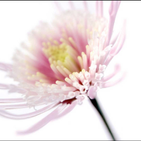 Winstanley, Ian - Kunstdruck - Pink Flower