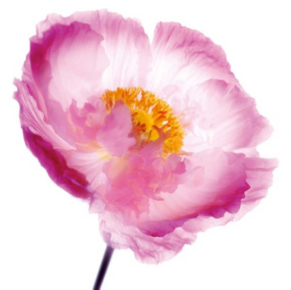 Winstanley, Ian - Kunstdruck - Pink Poppy