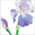 Thornton, Summer - Kunstdruck - Iris