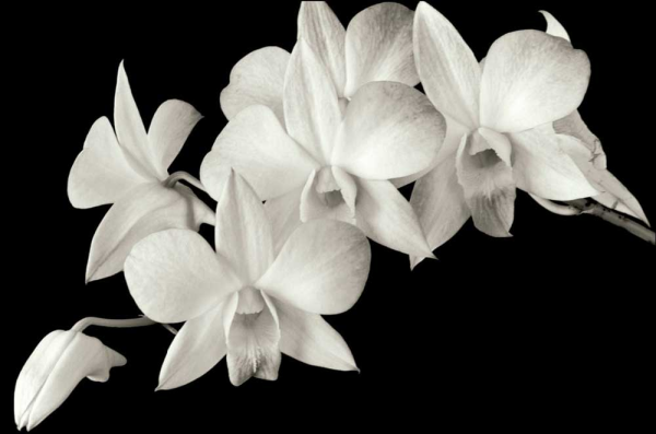 Siiry, Ahmed - Kunstdruck - Orchid II