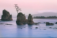 Carmel, Elizabeth - Kunstdruck - Pacific Coast