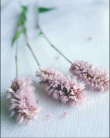 Vuillon, Amelie - Kunstdruck - Douceur Du Matin