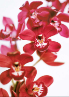 Purday, Caroline - Kunstdruck - Dendrobium Orchids