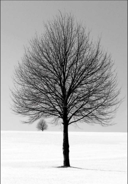 Wellman, Ilona - Kunstdruck - Winter Tree