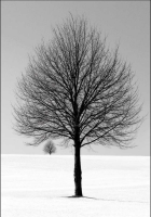 Wellman, Ilona - Kunstdruck - Winter Tree
