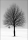 Wellman, Ilona - Kunstdruck - Winter Tree