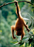 anup & manoj shah - Kunstdruck - Natural Gymnast