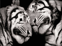 Cano, Marina - Kunstdruck - Sleeping Tigers  + Zusatzartikel