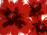 Byrne, Andrea - Kunstdruck - Redmilkmeow