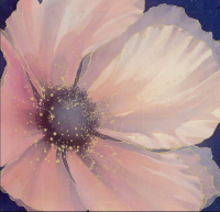Thompson, Maggie - Kunstdruck - Pale Pink Petals
