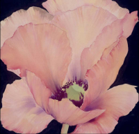 Thompson, Maggie - Kunstdruck - Delicate Pink Poppy
