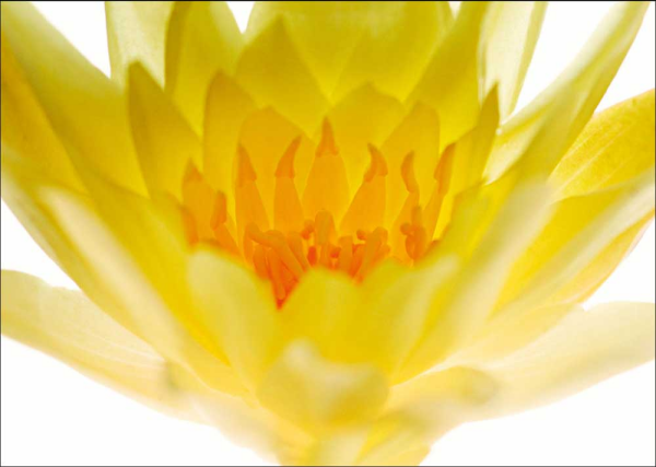 Orme, Warwick - Kunstdruck - Stevie