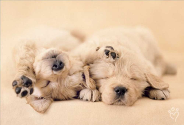 Hale, Rachael - Kunstdruck - Jay and Connie