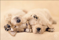 Hale, Rachael - Kunstdruck - Jay and Connie