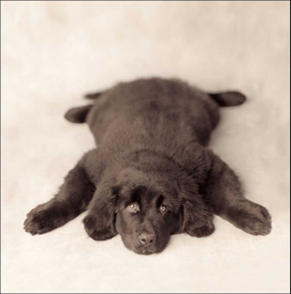 Hale, Rachael - Kunstdruck - Oscar