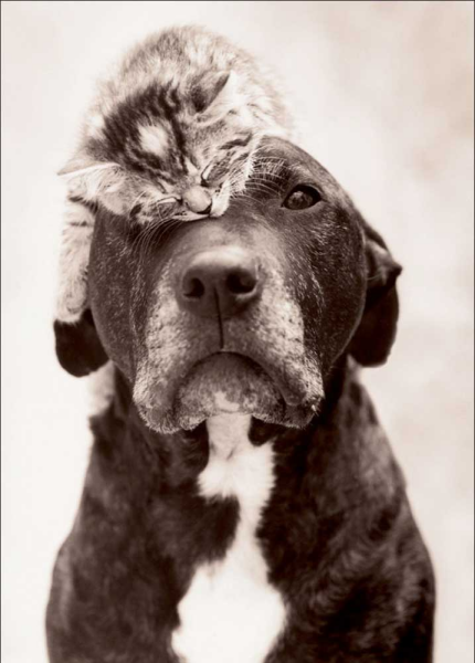 Hale, Rachael - Kunstdruck - Loki’s Kitten