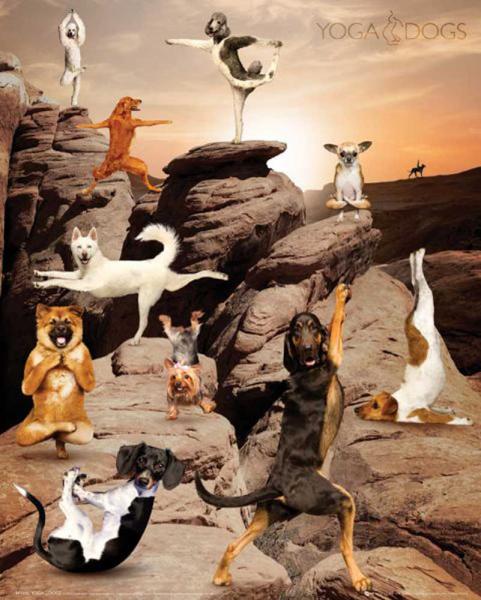 Yoga Dogs - Mini-Poster - Canyon