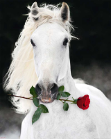 Pferde - Mini-Poster - Lipizzaner mit Rose